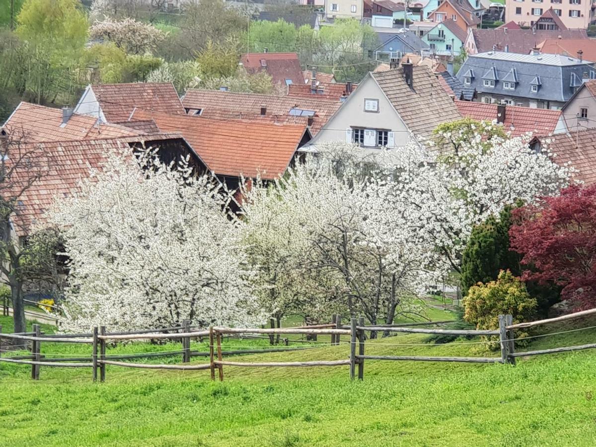 Petit Week End Dans La Vallee Breitenbach-Haut-Rhin Exteriör bild