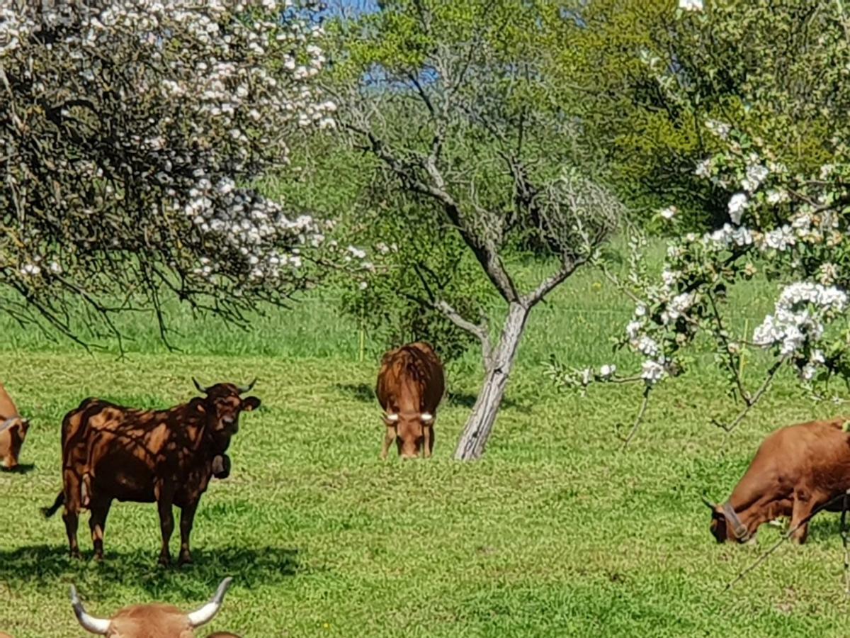 Petit Week End Dans La Vallee Breitenbach-Haut-Rhin Exteriör bild